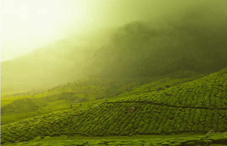 Phi Phi Island Speedboat Tour